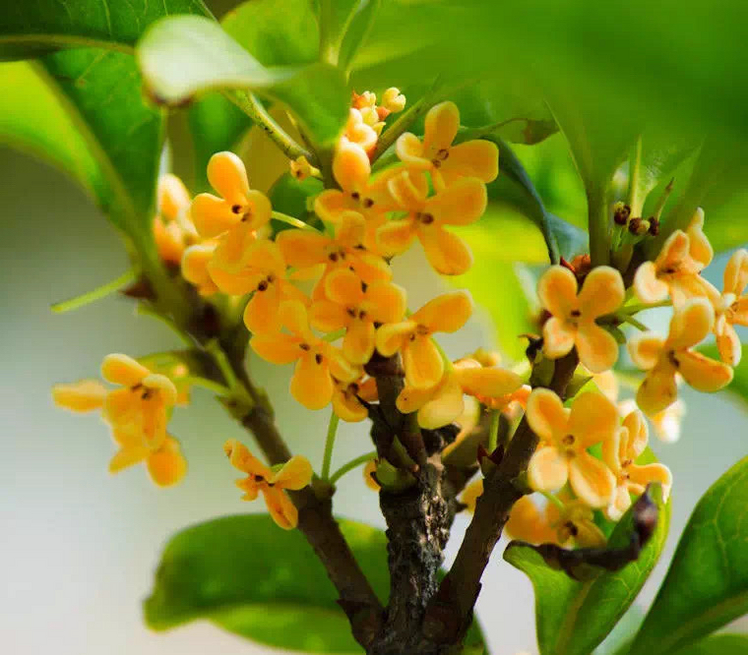 一轮秋影转金波