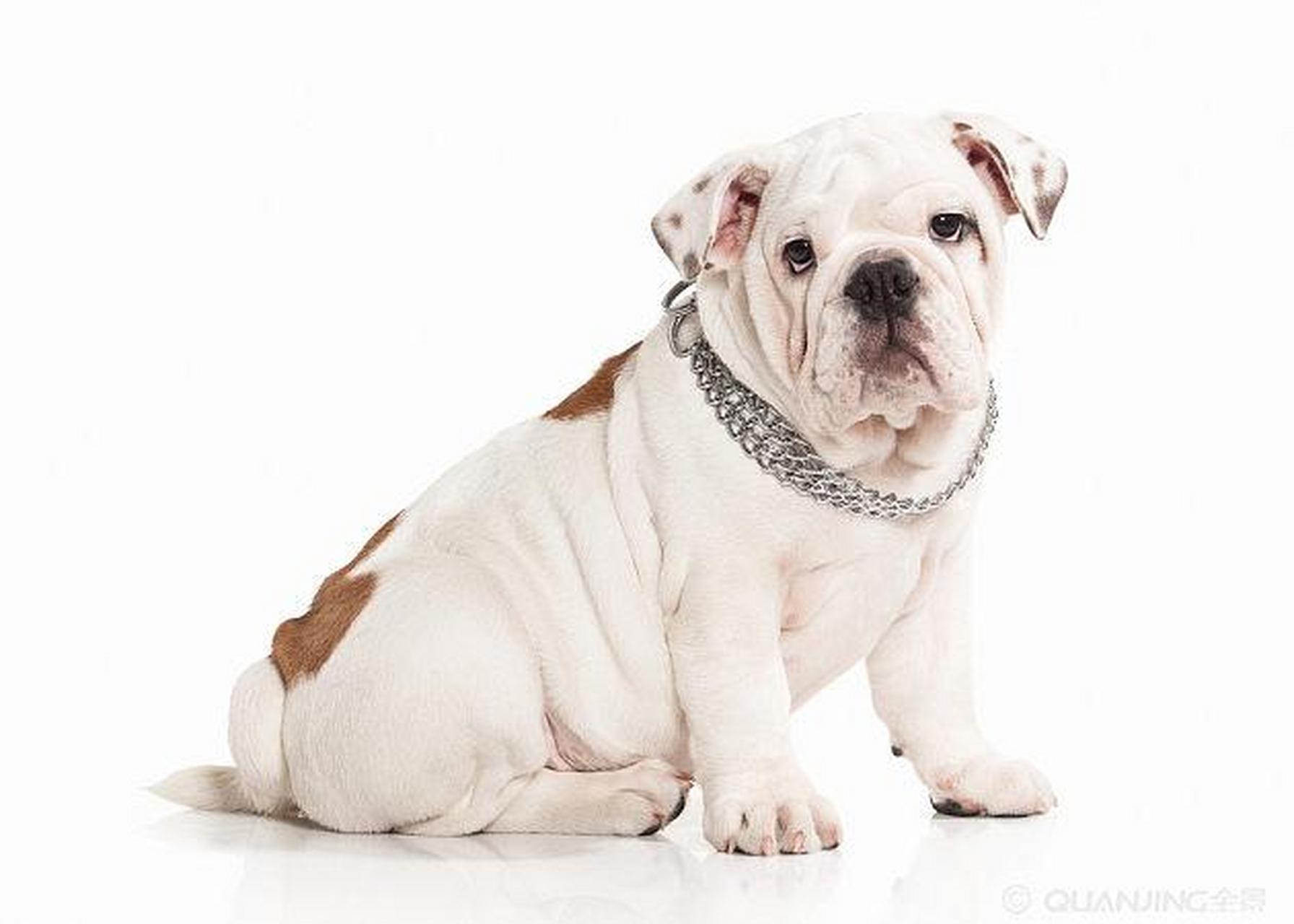 拉布拉多幼犬价格多少钱一只#拉布拉多幼犬# 拉布拉多猎犬活泼聪明