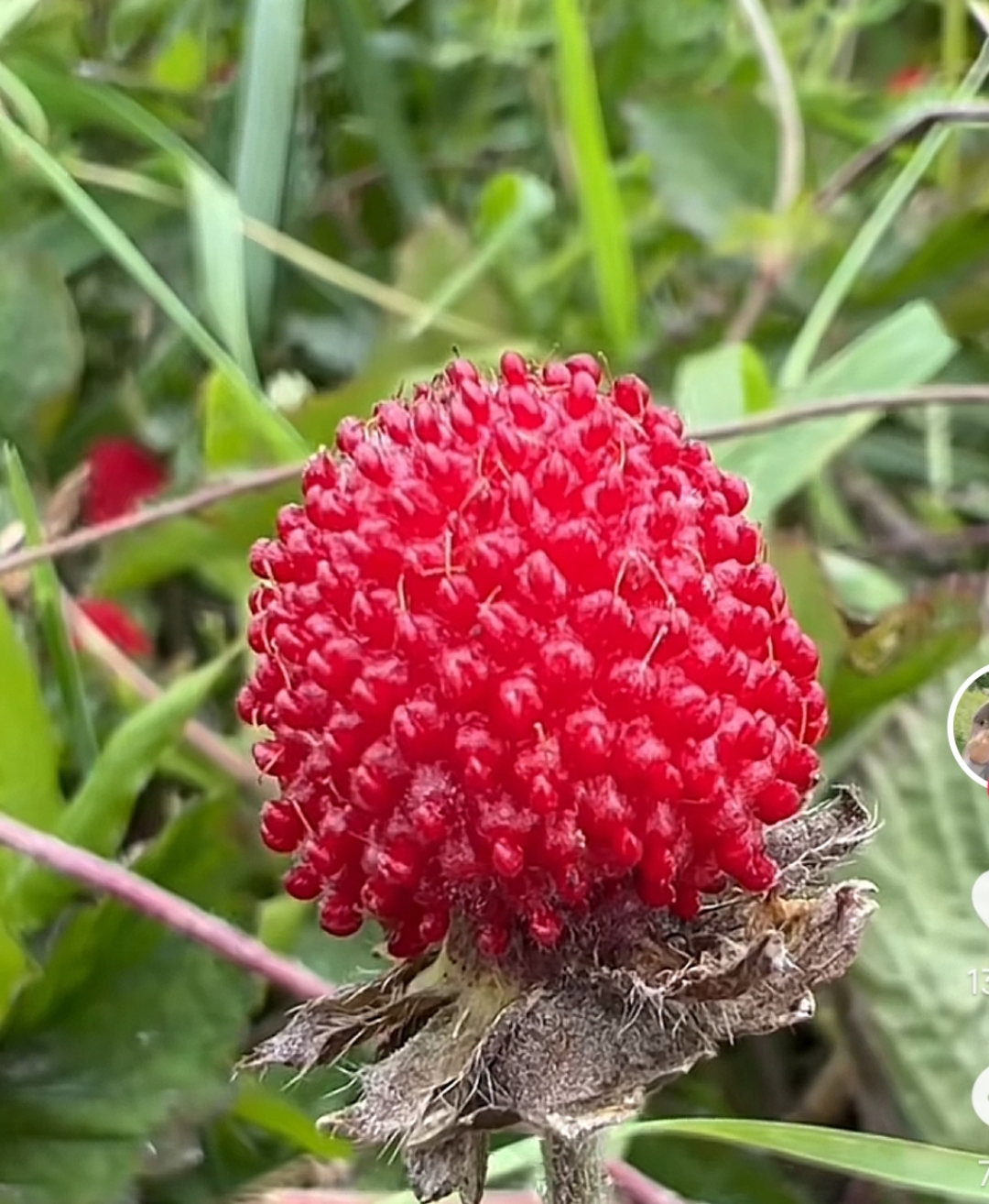 小时候偷吃它的果实经常被妈妈打,长大后才知道这个红彤彤的果实叫楮