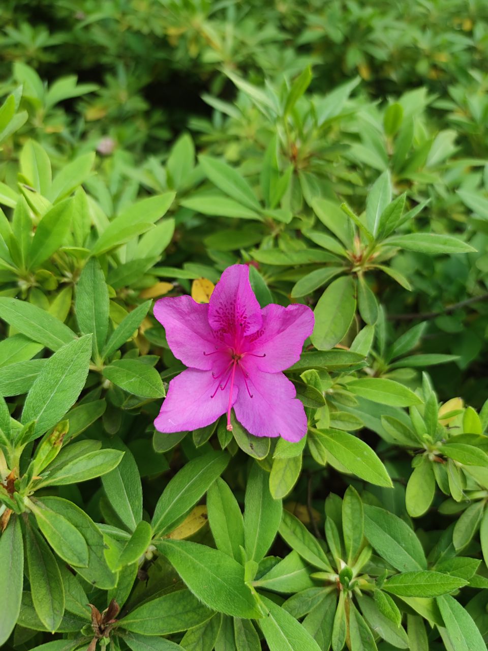 锦绣杜鹃 别名:毛杜鹃,映山红 花期:4-5月 果期:9-10月