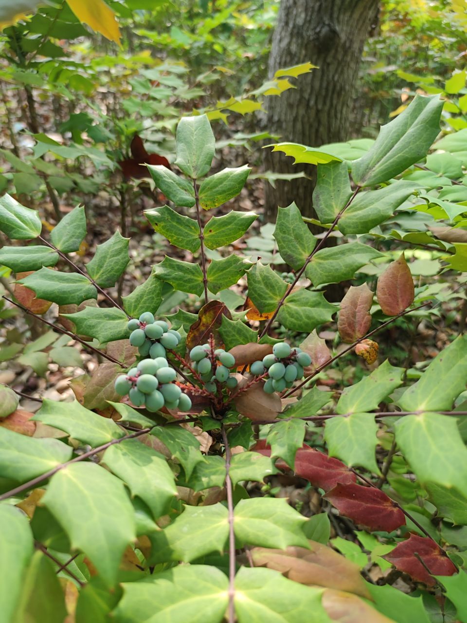 阔叶十大功劳 别名:土黄柏,土黄连,八角刺,刺黄柏,黄天竹 花期3-5月