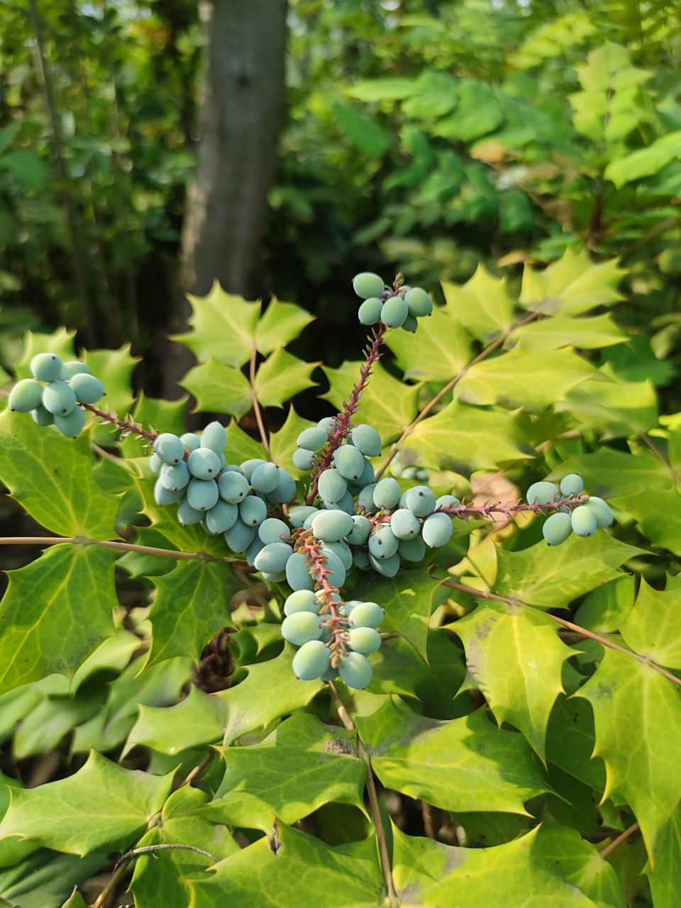 阔叶十大功劳 别名:土黄柏,土黄连,八角刺,刺黄柏,黄天竹 花期3-5月