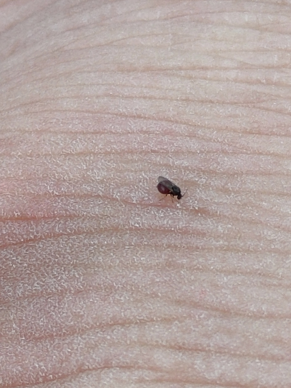 四川人口的麦蚊er 看看它的学名叫什么?