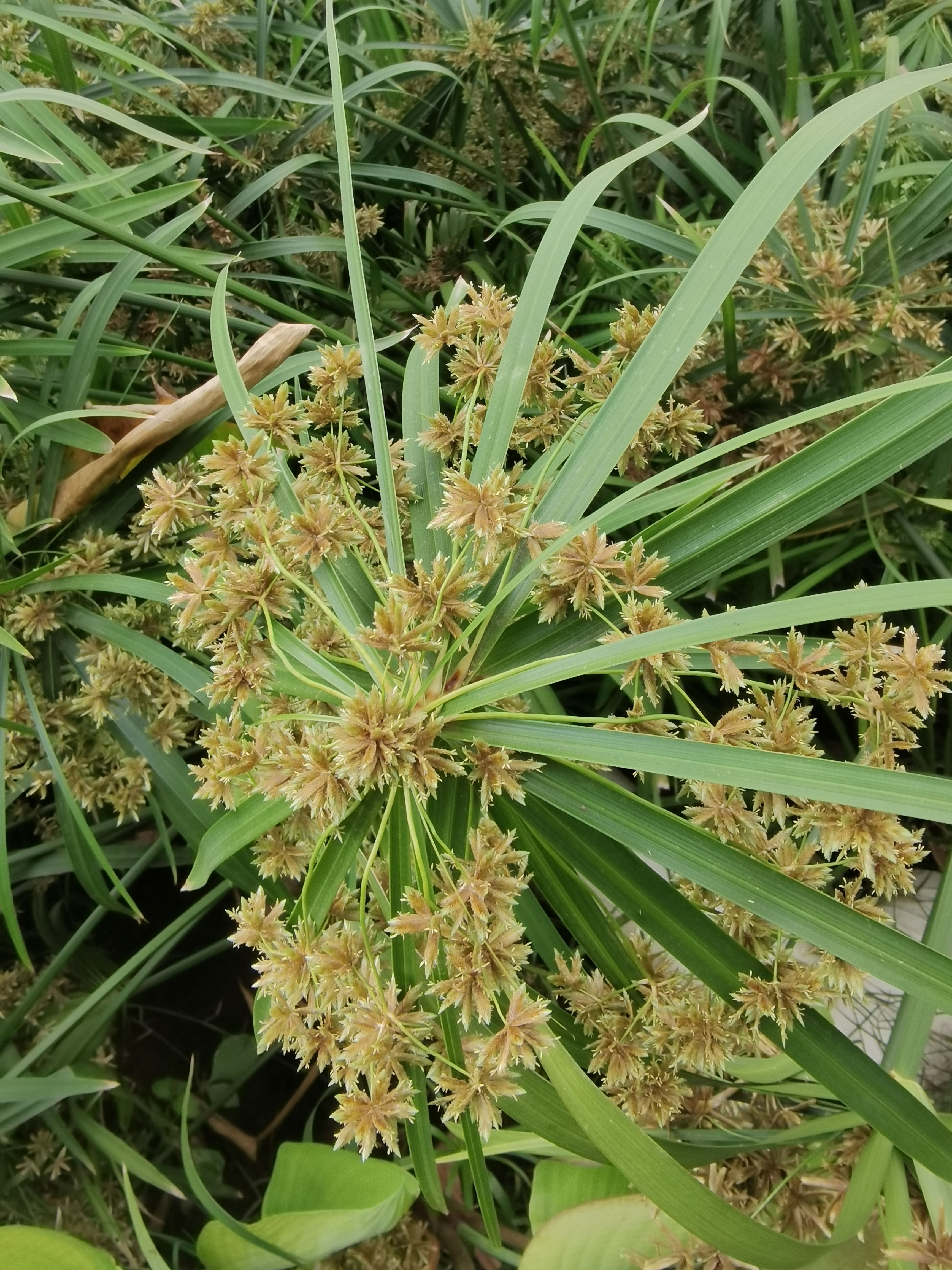 风车草拉丁名图片