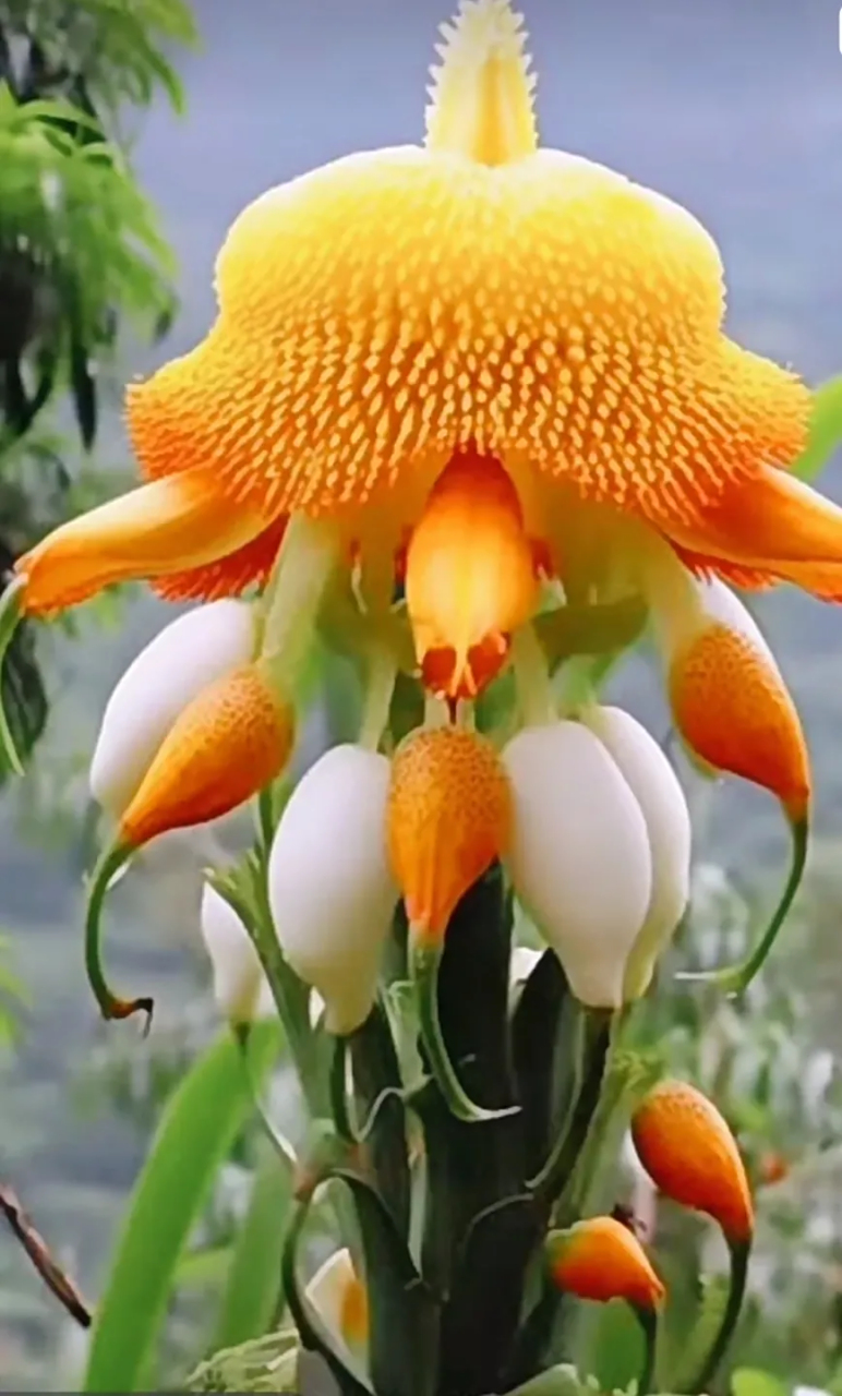 039699分享奇花异草图片[鲜花]9596