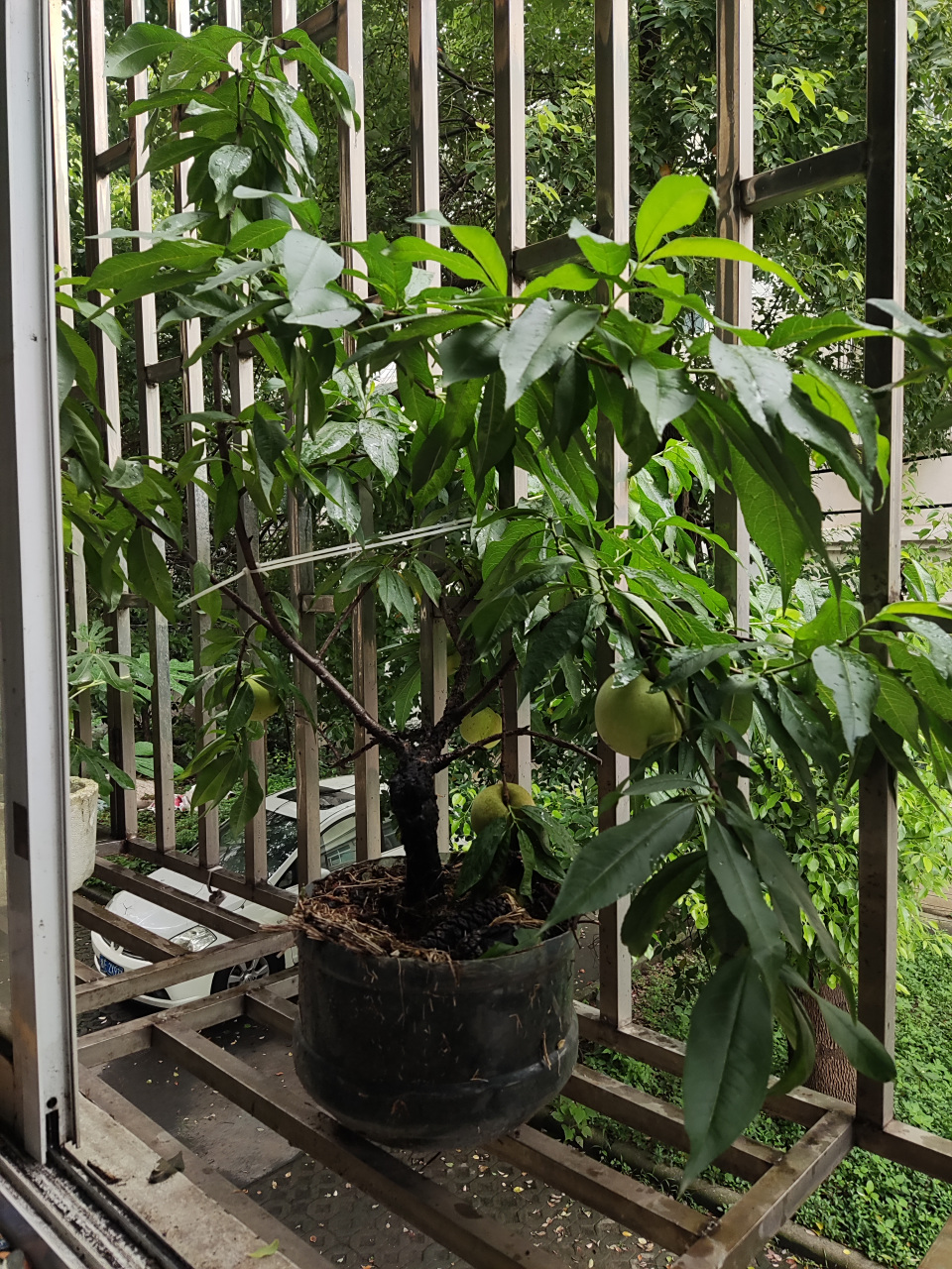 用纯净水桶改造成的小花盆,水蜜桃种子竟然在其中生根发芽,丰收的