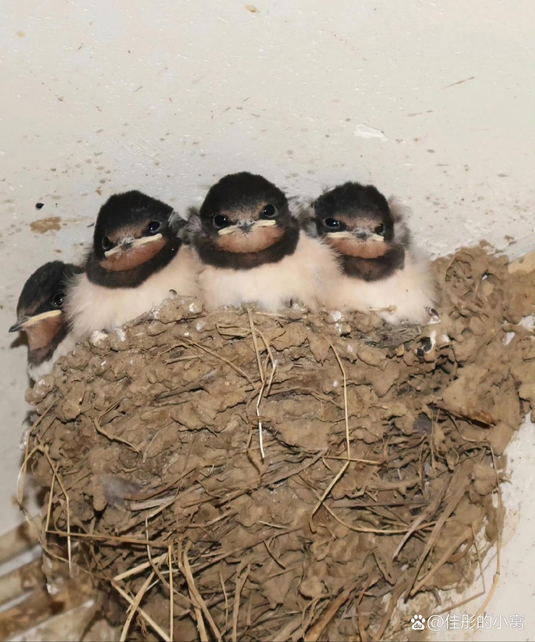 天哪,这小燕子好可爱.看着黑丑黑丑的,还挺搞笑.