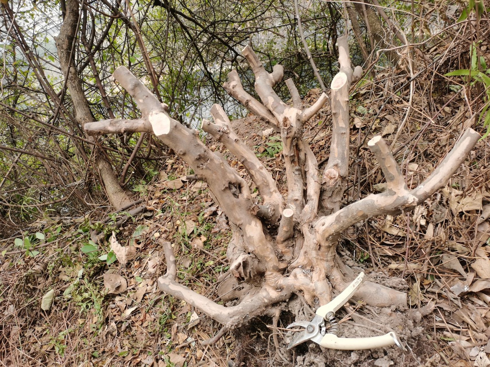 小叶雀梅王下山桩[赞同[赞同[赞同]