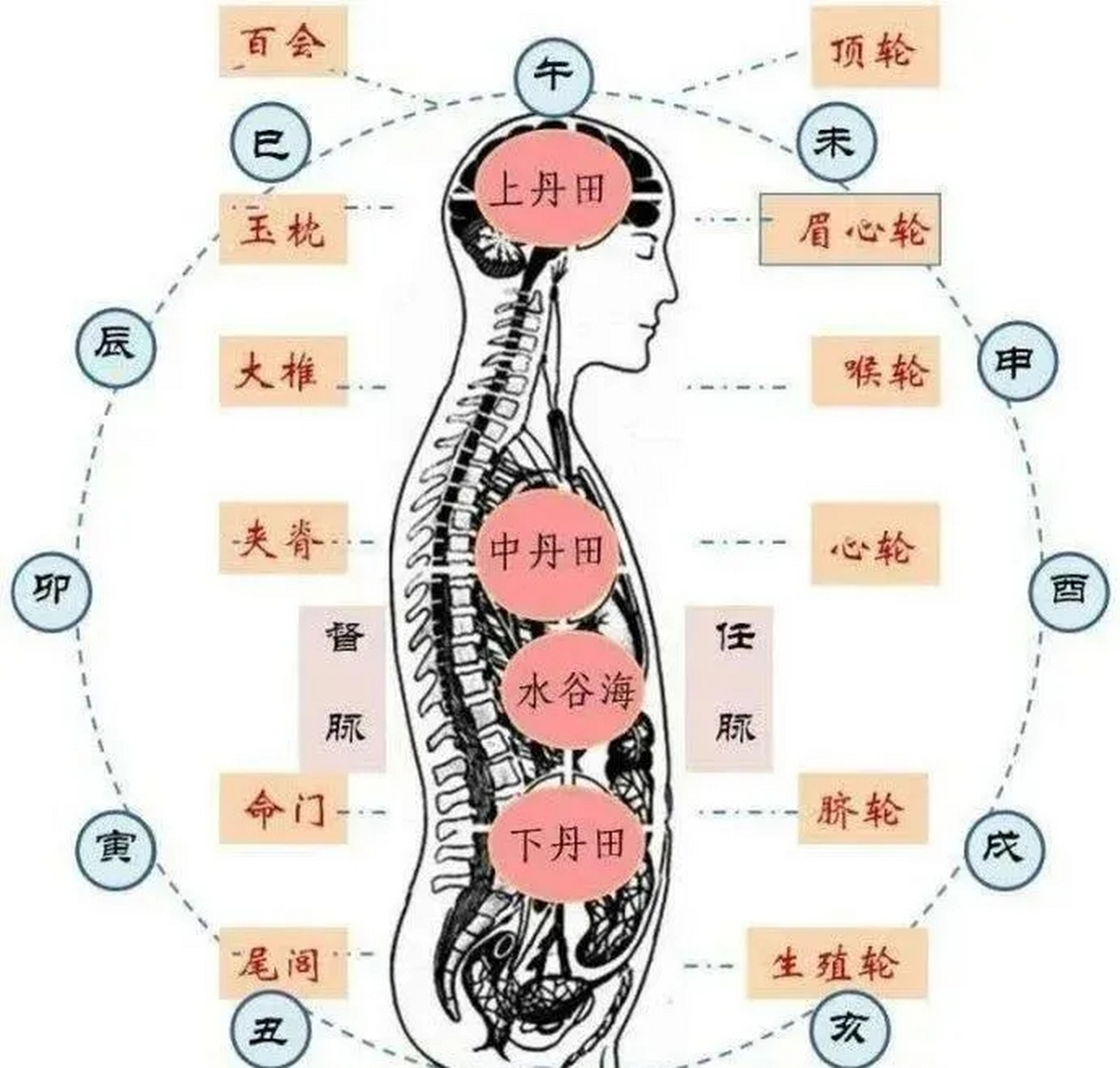 人体能量转化图图片