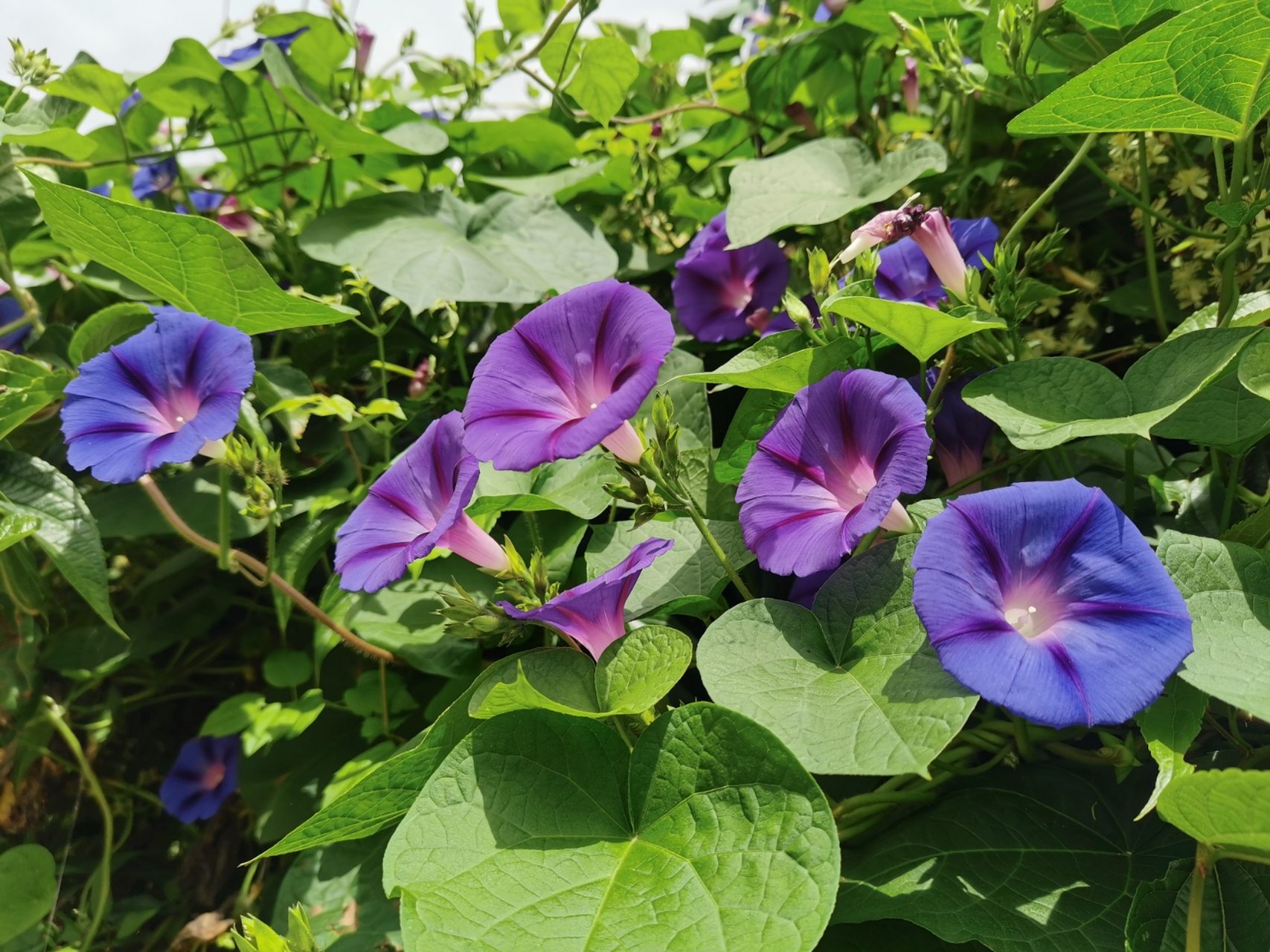 牵牛花:也叫喇叭花!
