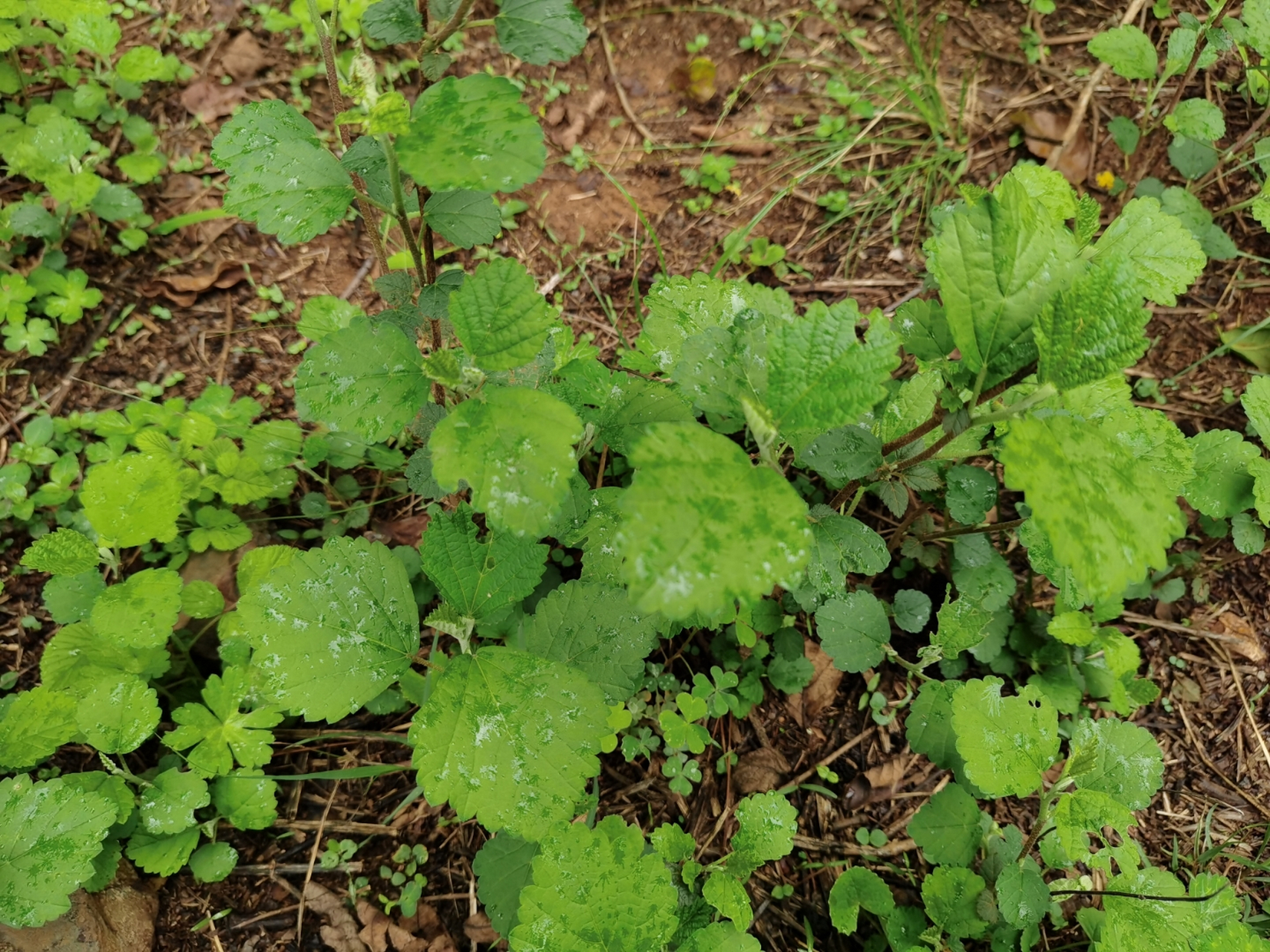 拔毒草药大全图片