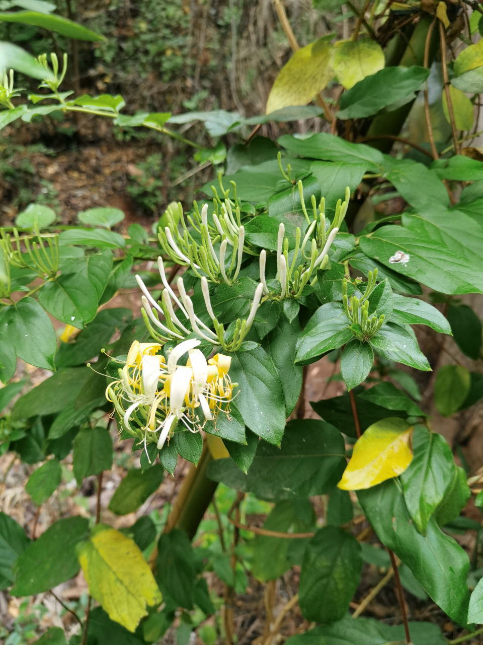 忍冬藤:别名:金银花,具有清凉解毒,治疗咽喉肿痛等功效.