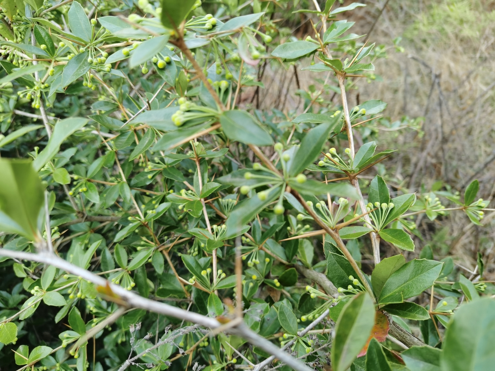 三两银草药图片图片