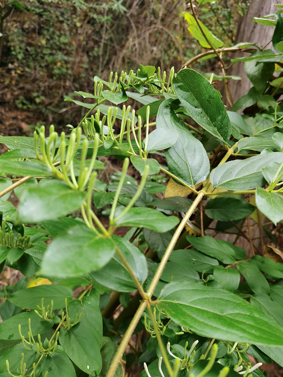 忍冬藤:别名:金银花,具有清凉解毒,治疗咽喉肿痛等功效.