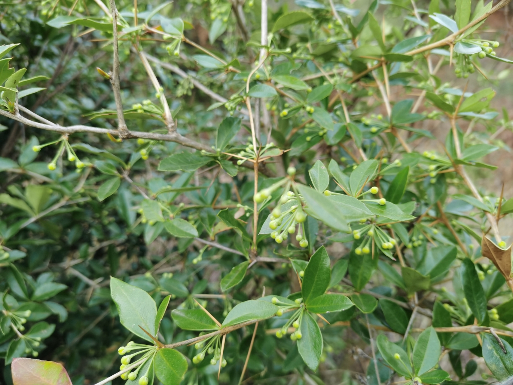 三两银草药图片图片