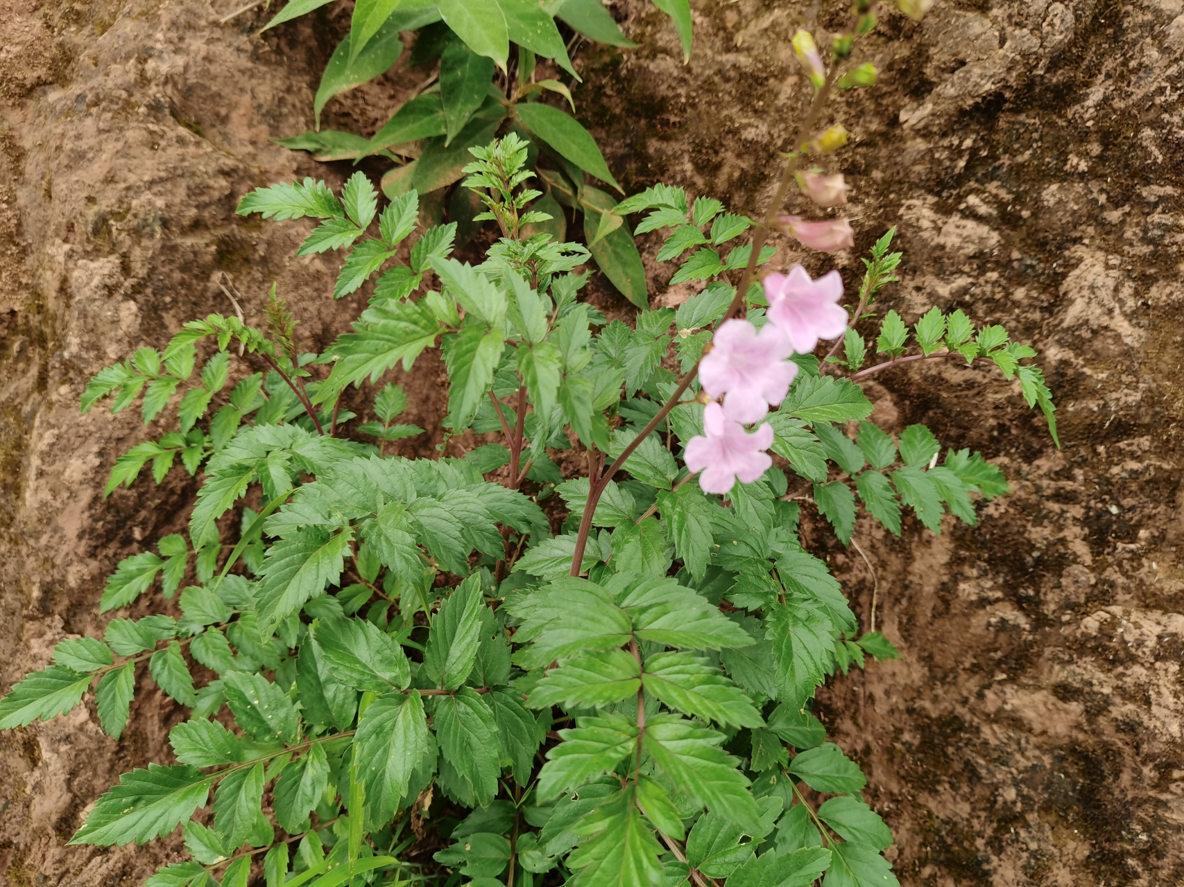 碗打烂花:又叫金鸡豇豆,马桶花,两头毛,城墙花!