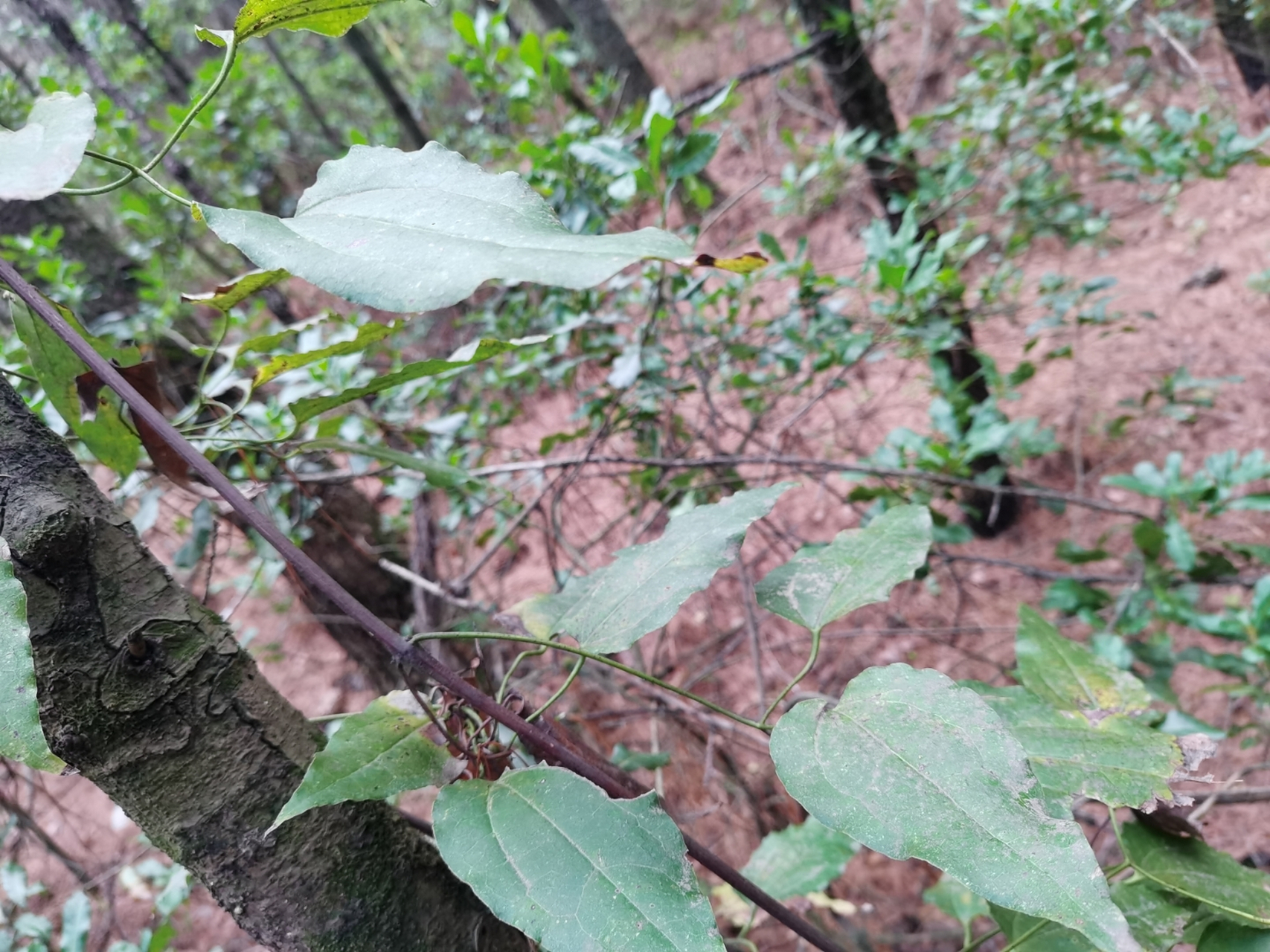 威灵仙:又叫山木通,金包银;其根及茎入药具有祛风湿,通经络,消骨梗之