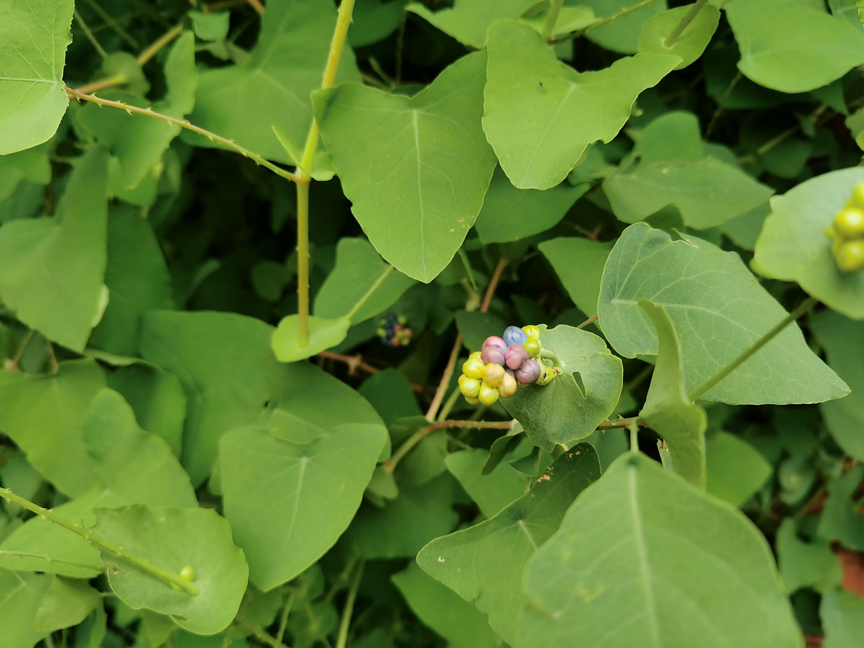 杠板归:别名:蛇倒退,因叶子酷似农村耕地的犁头,因此得名犁头草#记录