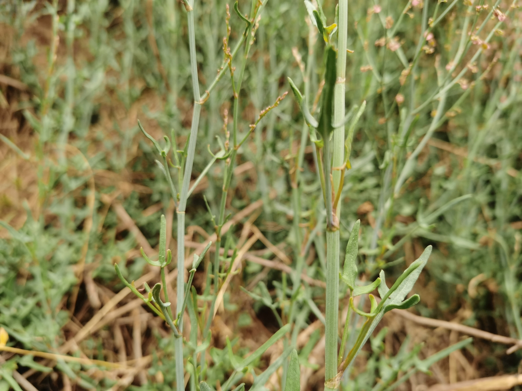 开始谋划我的2024# 戟叶酸模:别名:酸尖草