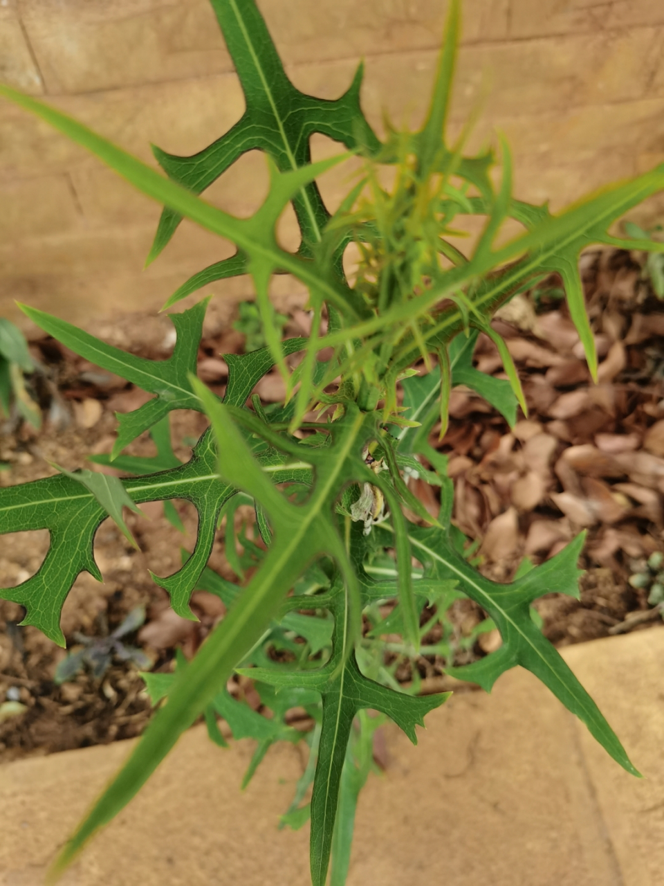 翅果菊:又叫苦莴苣,山马草,野莴苣,有清热解毒,凉血利湿,还可以催奶哦