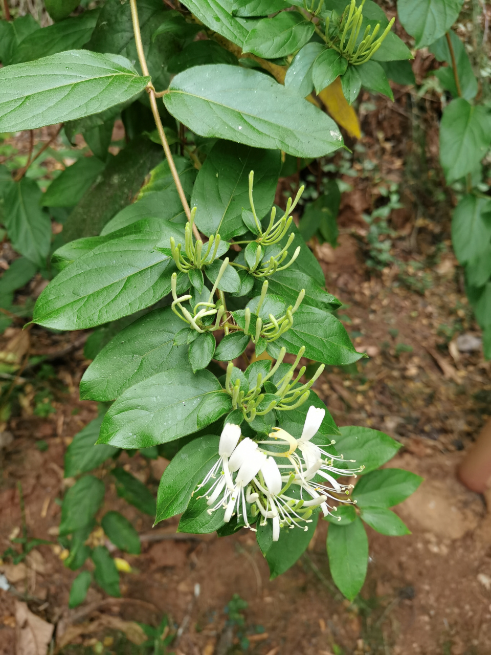 忍冬藤:别名:金银花,具有清凉解毒,治疗咽喉肿痛等功效.