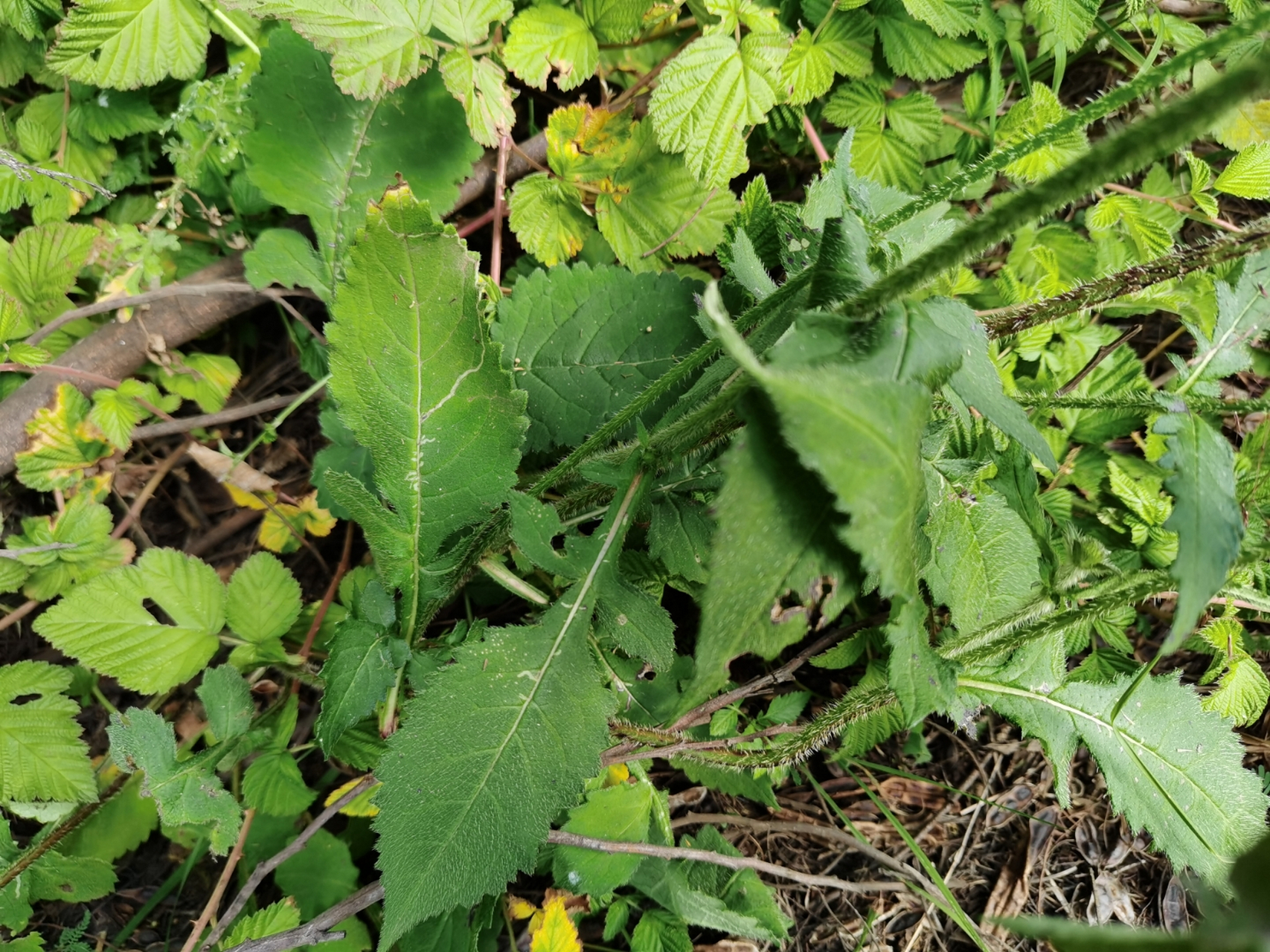 和尚头:别名川续断:它的根可以入药,有行血消肿,生肌止痛,续筋接骨,强