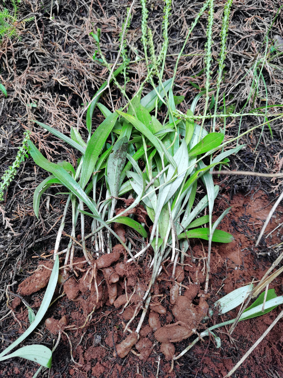 双肾参:花似盘龙参