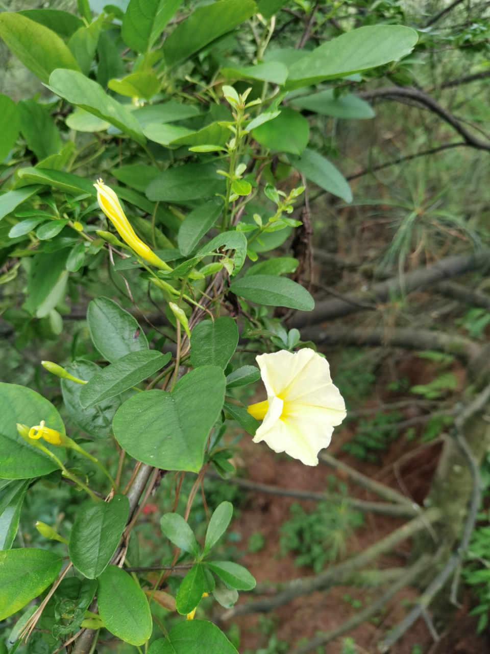除此之外,山土瓜还可以食用,制作各种美味糕点.#晒出上学时的你