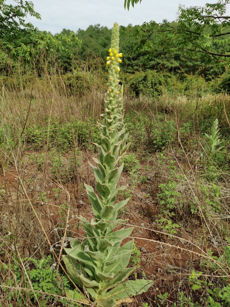 毛蕊花也被称作牛耳草,虎尾鞭,霸王鞭,一炷香等,每个名字都非常的霸气