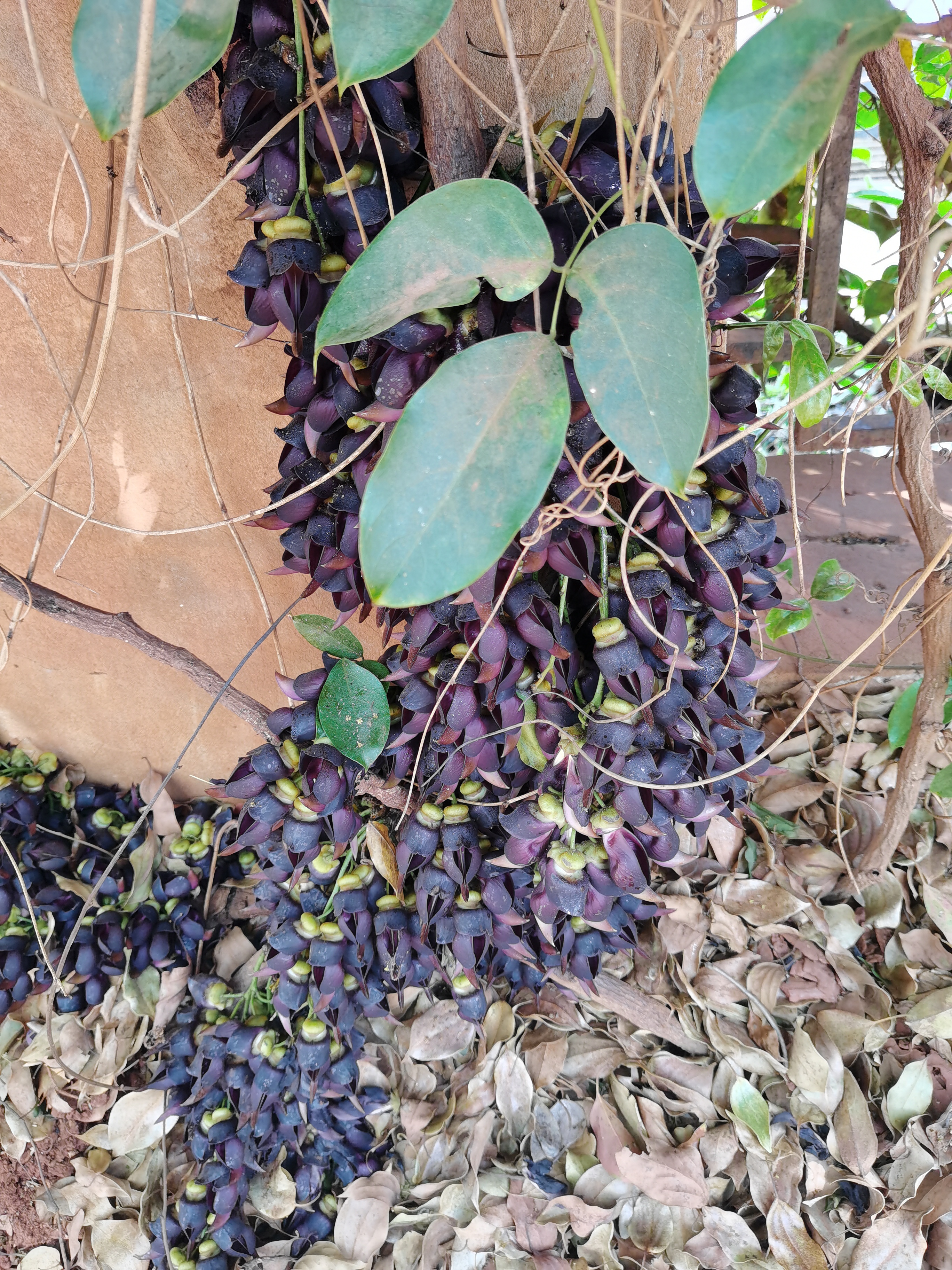 油麻藤花可以吃吗图片