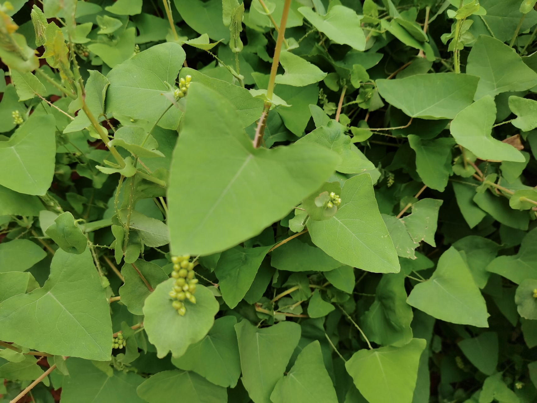 杠板归:别名:蛇倒退,因叶子酷似农村耕地的犁头,因此得名犁头草#记录