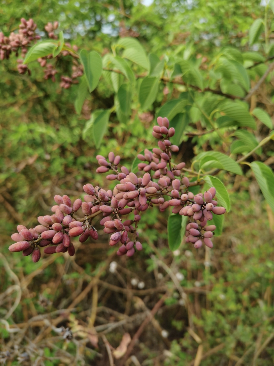多花勾儿茶的根入药有祛风除湿,散瘀消肿,止痛的功效,全草主治骨折,蛇