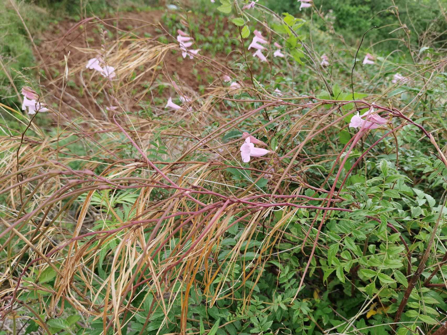 碗打烂花:又叫金鸡豇豆,马桶花,两头毛,城墙花!