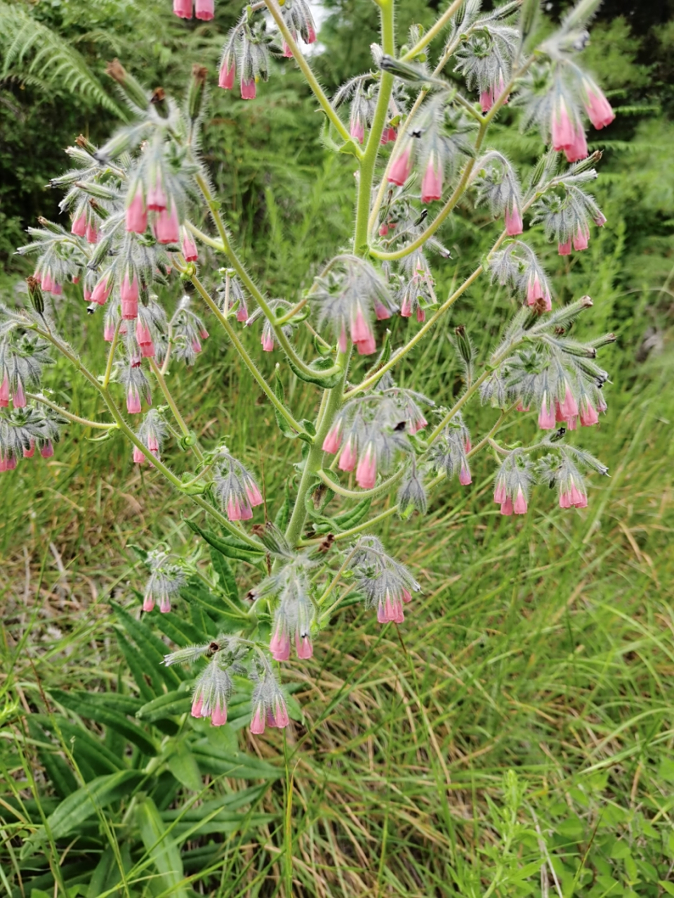 滇紫草:紫草油的原材料可做化妆品,染料.#记录旅行中最美的风景