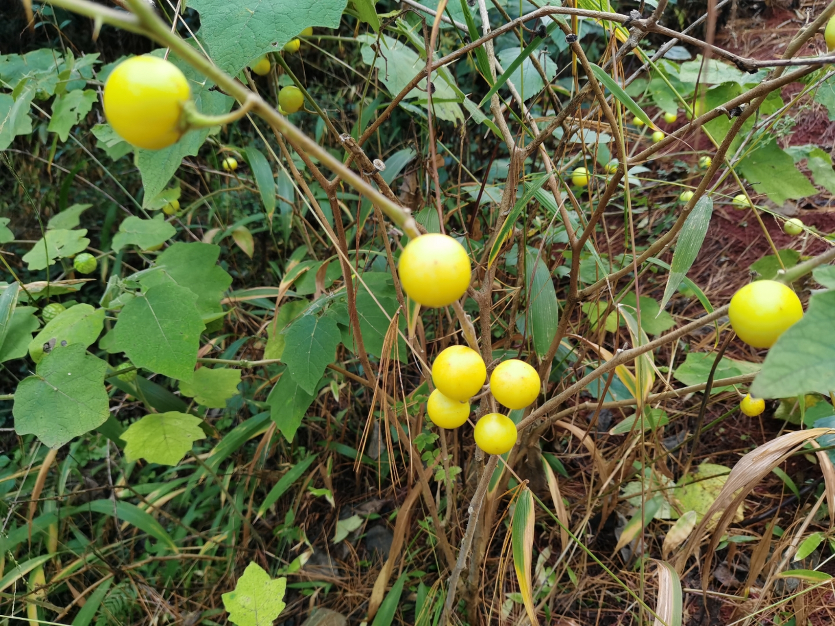 黄花刺茄的功效与作用图片