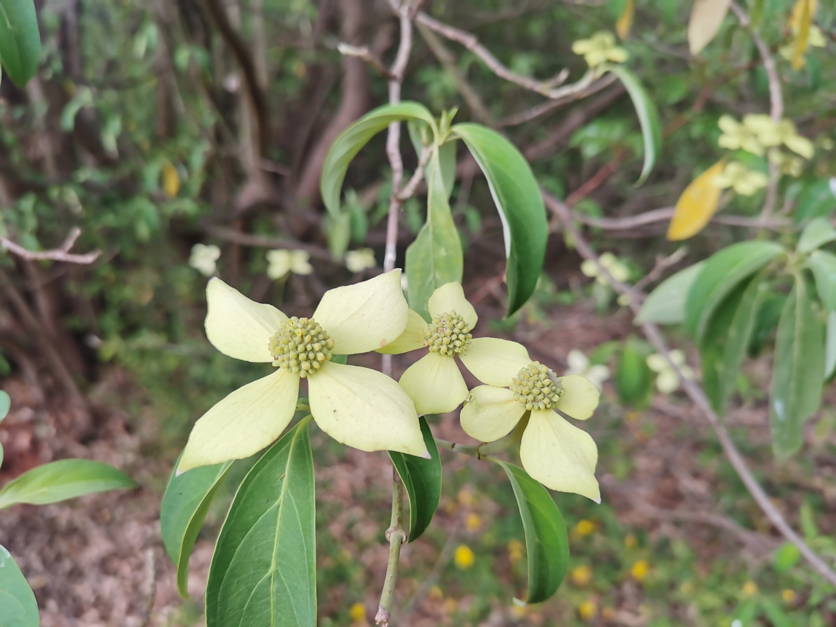 四照花:别名,山荔枝,,鸡嗉子果,裸裸果:它是一种长得很像荔枝的野生