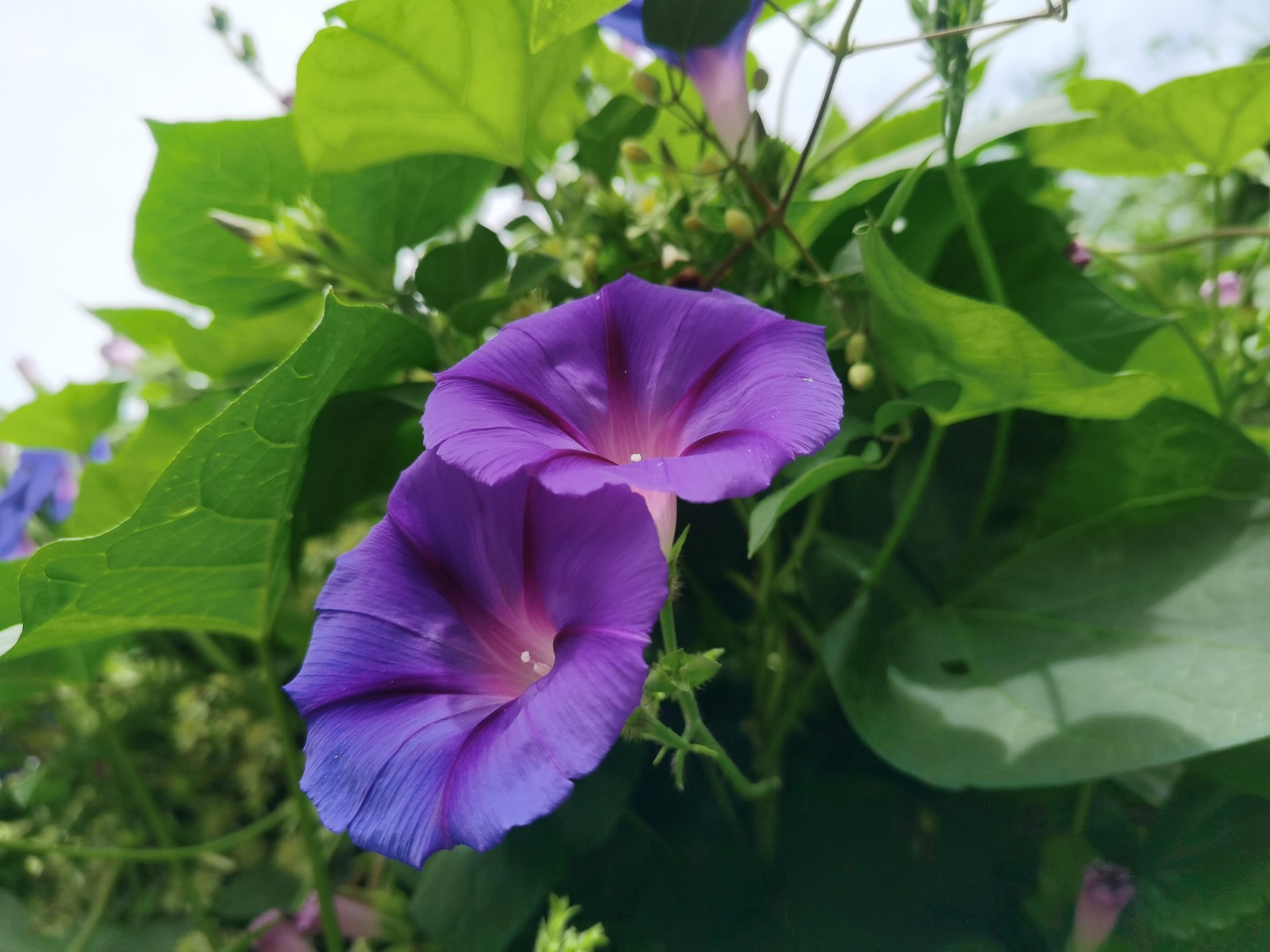 牵牛花:也叫喇叭花!