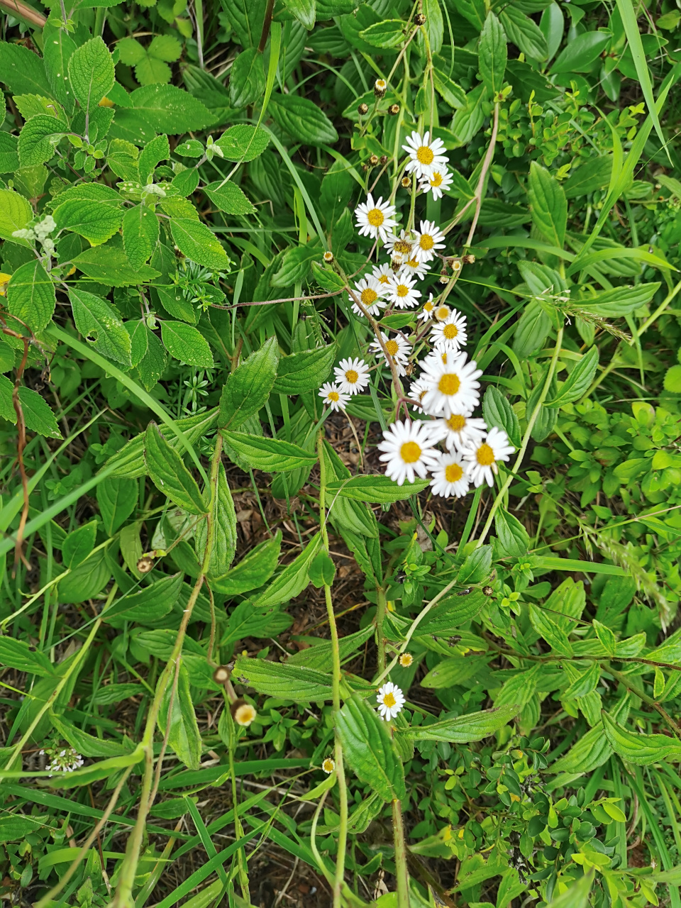 显脉羊耳菊:别名,显脉旋覆花,又名小黑药.