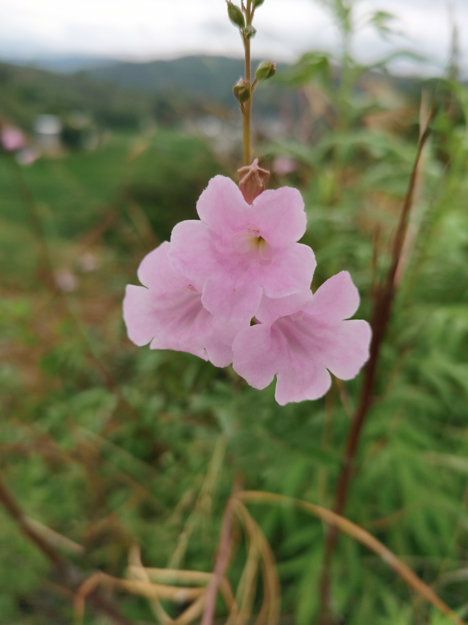 碗打烂花:又叫金鸡豇豆,马桶花,两头毛,城墙花!