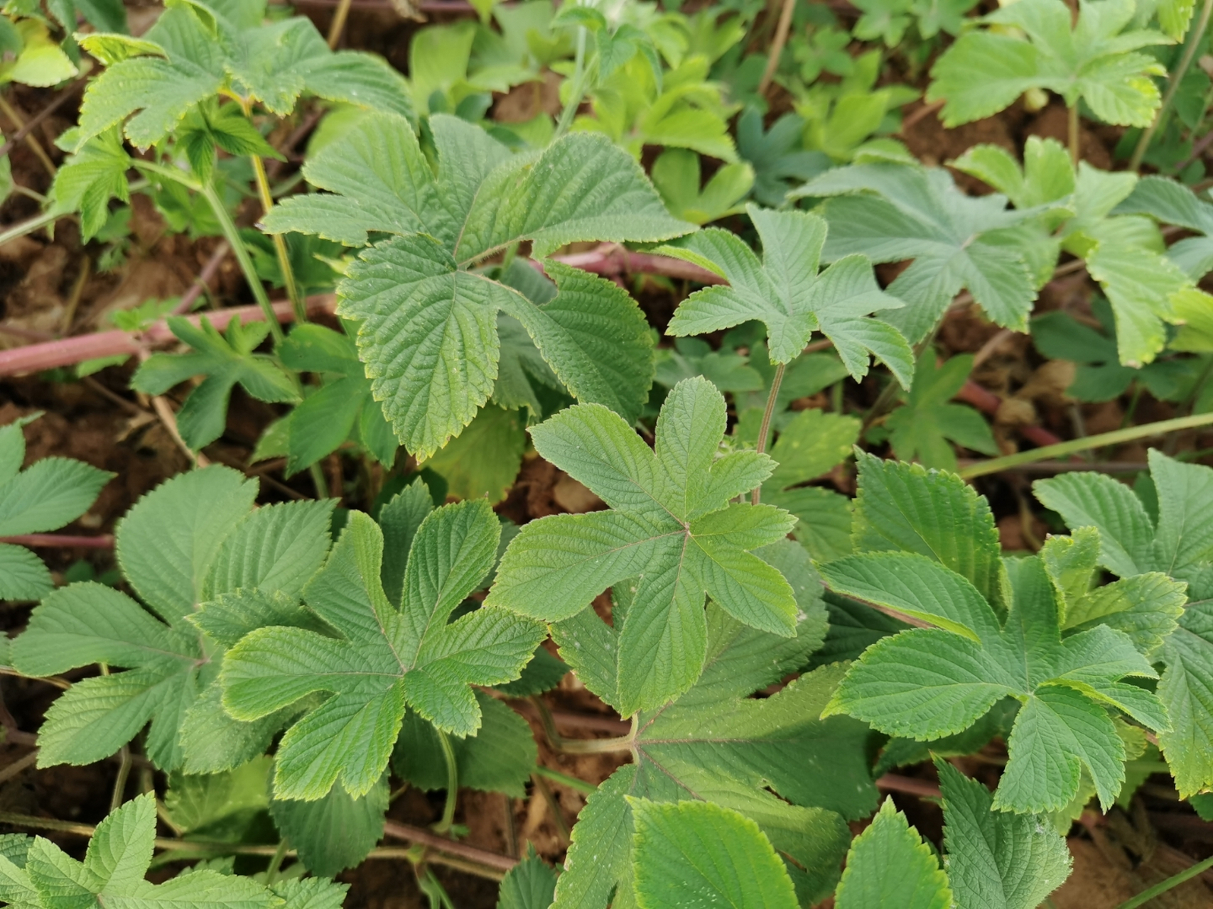 葎草:别名,拉拉秧:具有清热解毒,利尿消肿,是一味抗菌效果不错的本草.