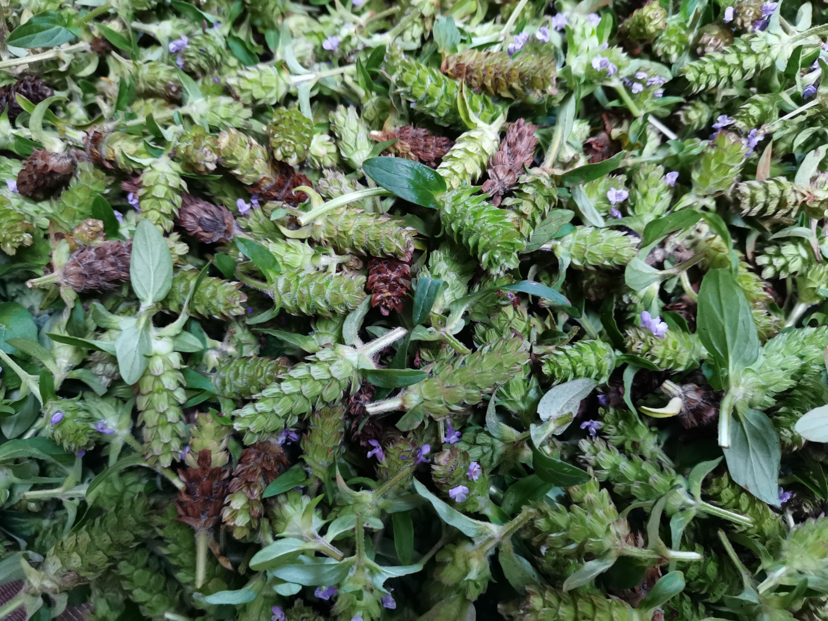 棒槌草: