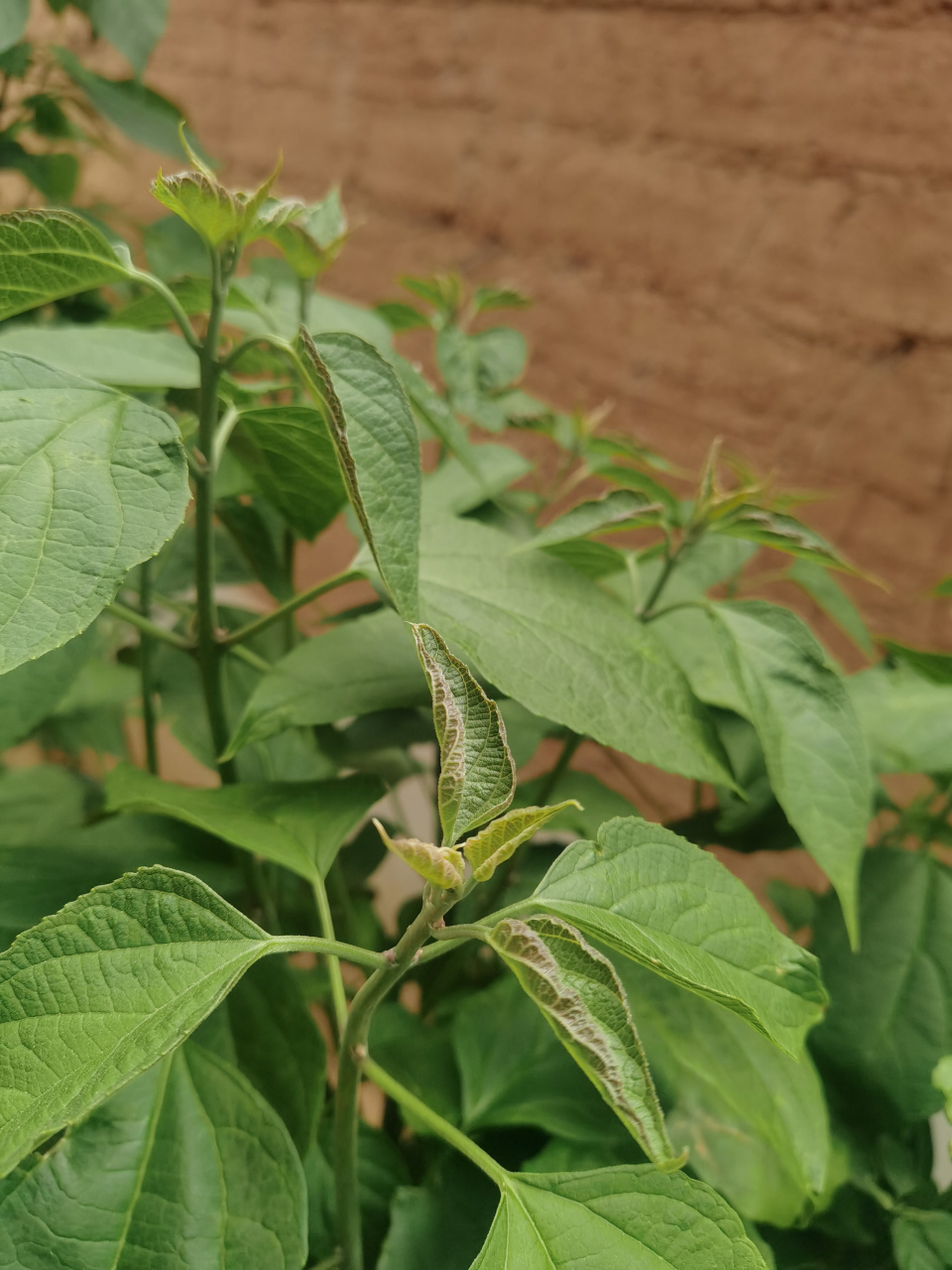 臭菜:一种药食同源的中草药,也是农村里面常见的野菜,它的嫩叶可以