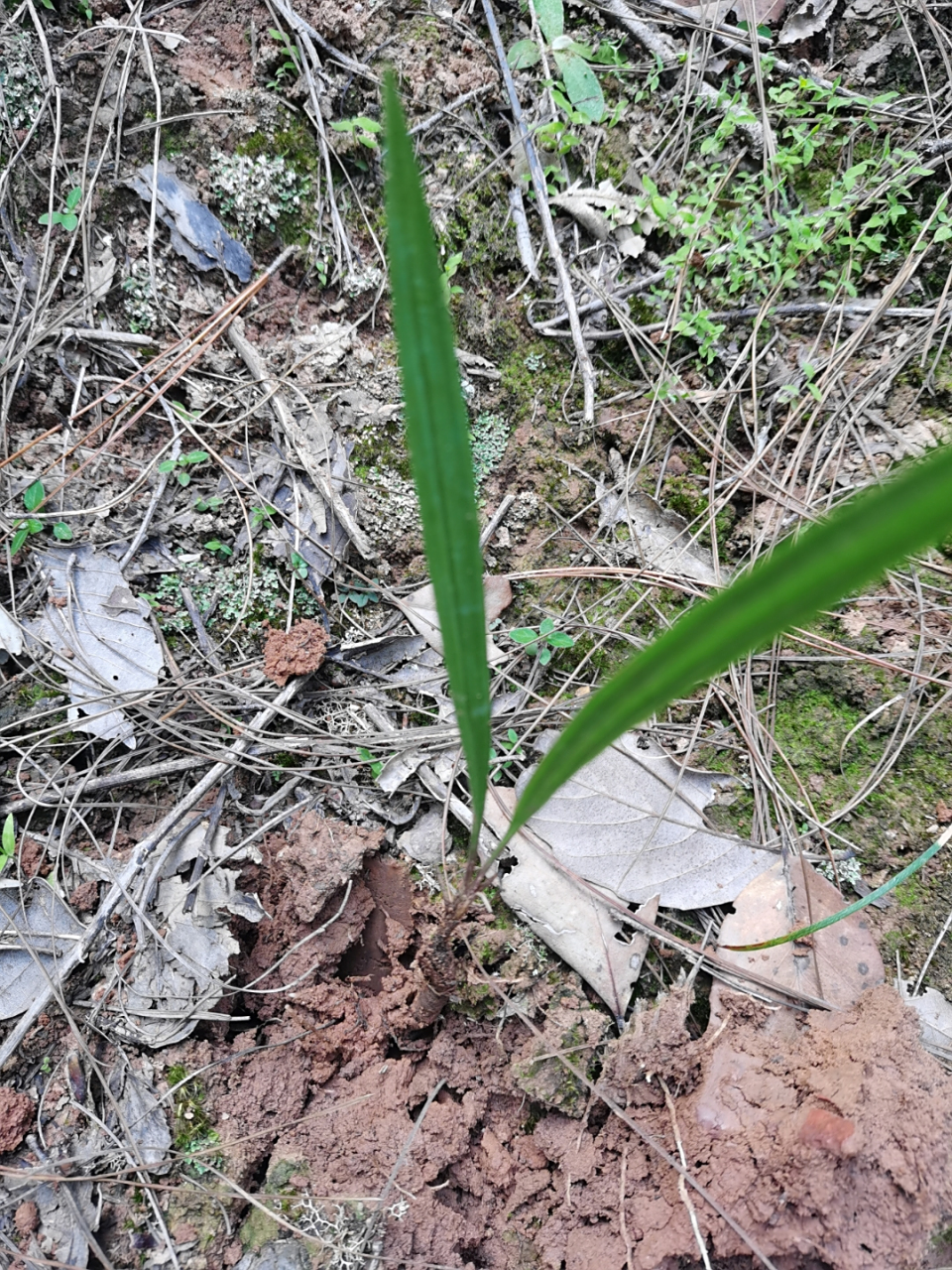 被称为壮阳草的仙茅,又名地棕,有明目益筋骨之功效,可治五劳七伤,吃"