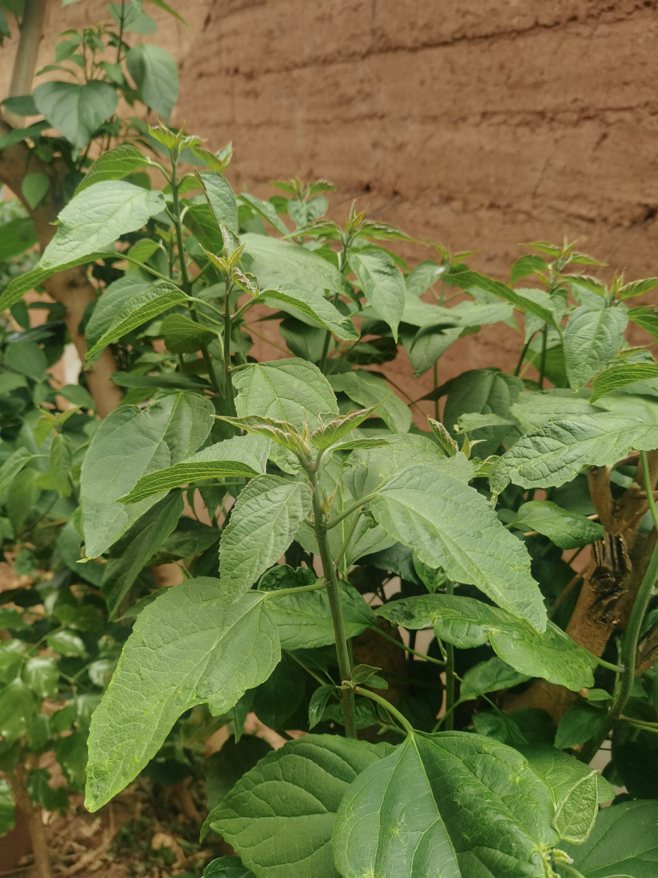 臭菜:一种药食同源的中草药,也是农村里面常见的野菜,它的嫩叶可以