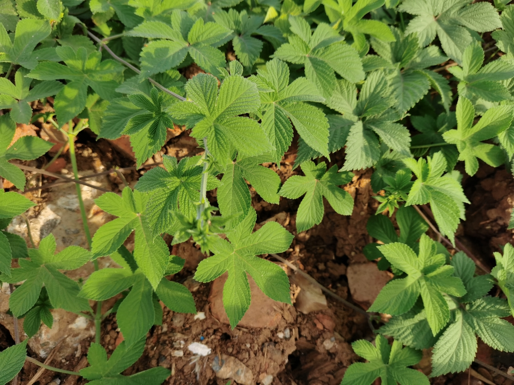 葎草:别名,拉拉秧:具有清热解毒,利尿消肿,是一味抗菌效果不错的本草.