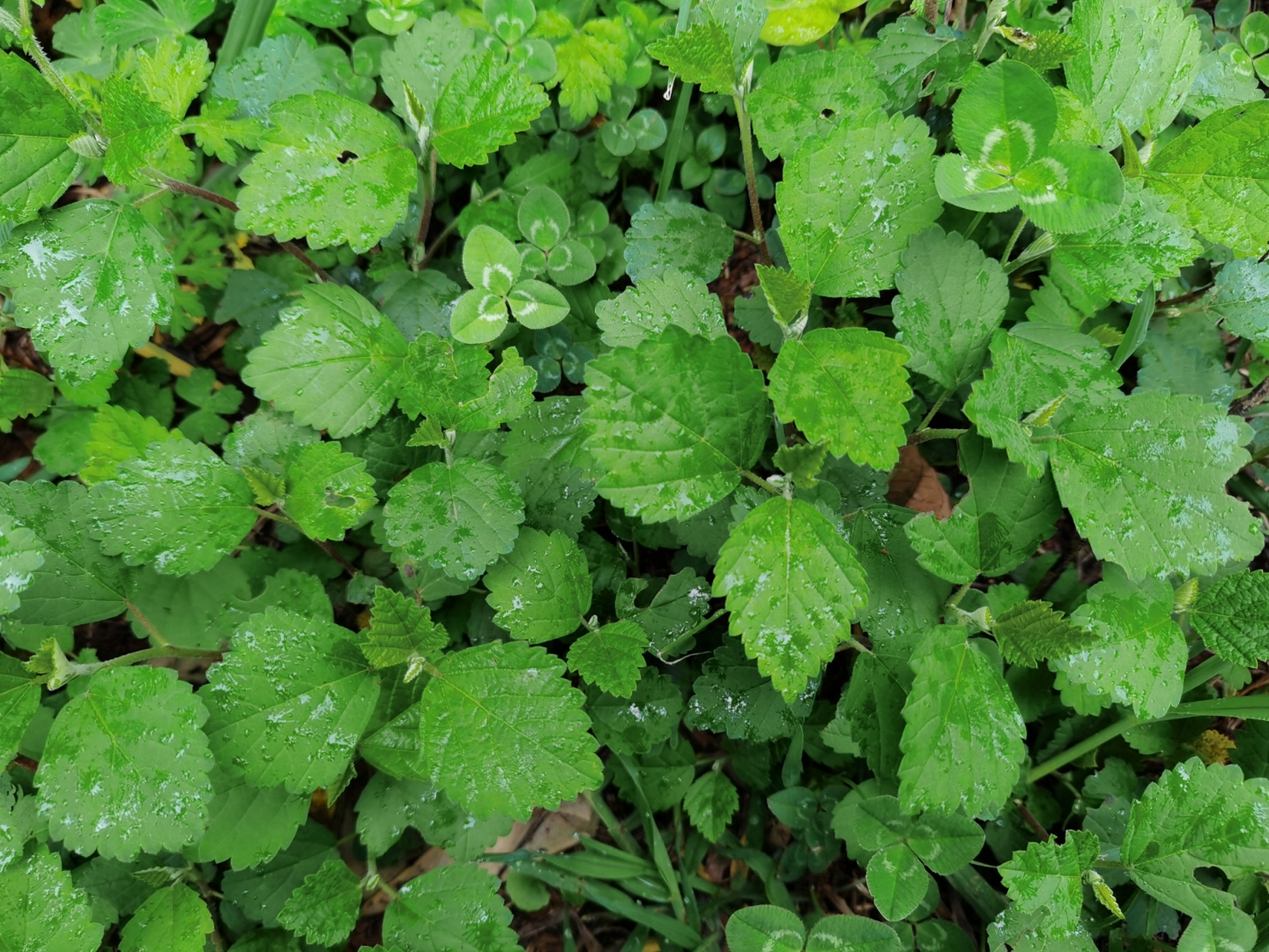 养花种菜小分队# #动态夏日征集令