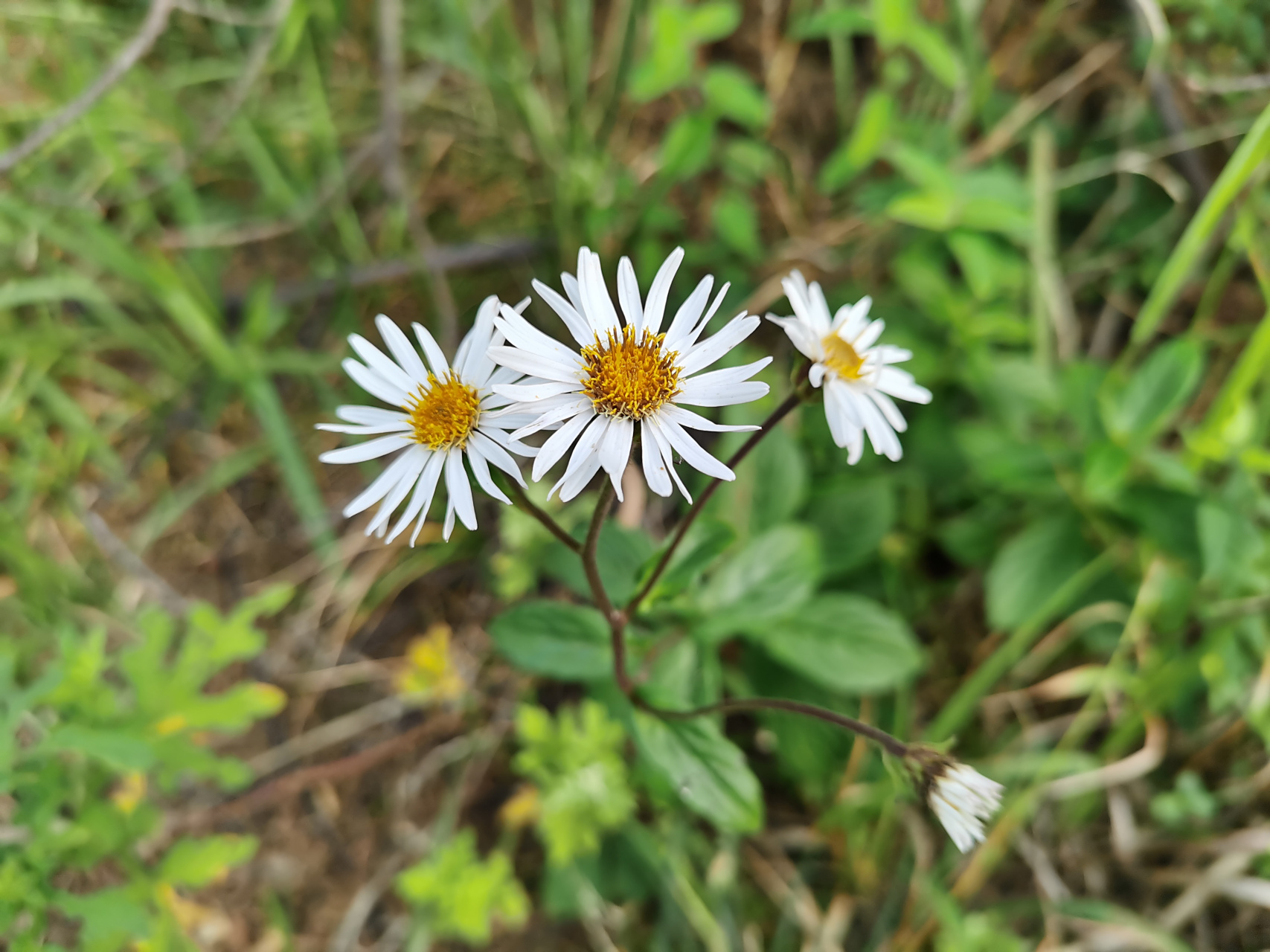 显脉羊耳菊:别名,显脉旋覆花,又名小黑药.