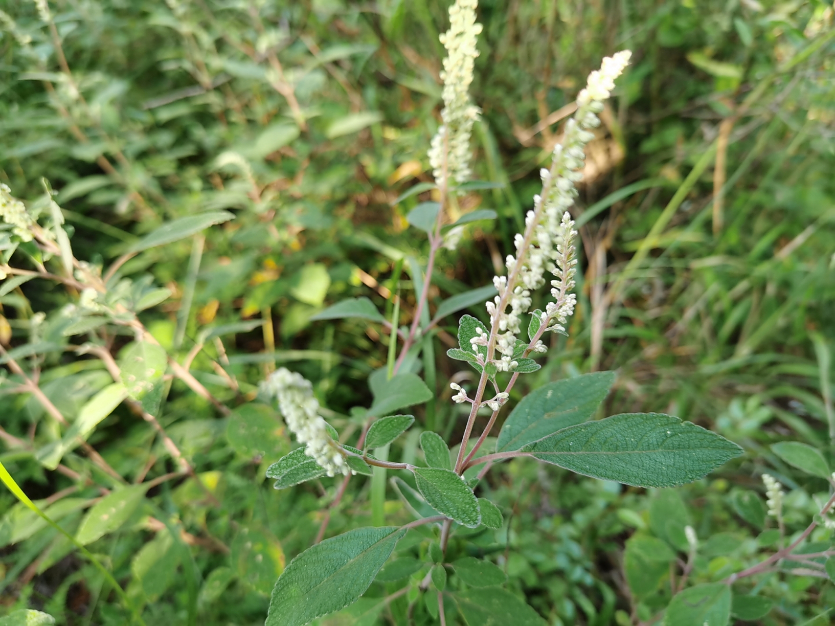 我的家乡管它叫:乡巴佬,它的中药名叫土香薷,野坝子.