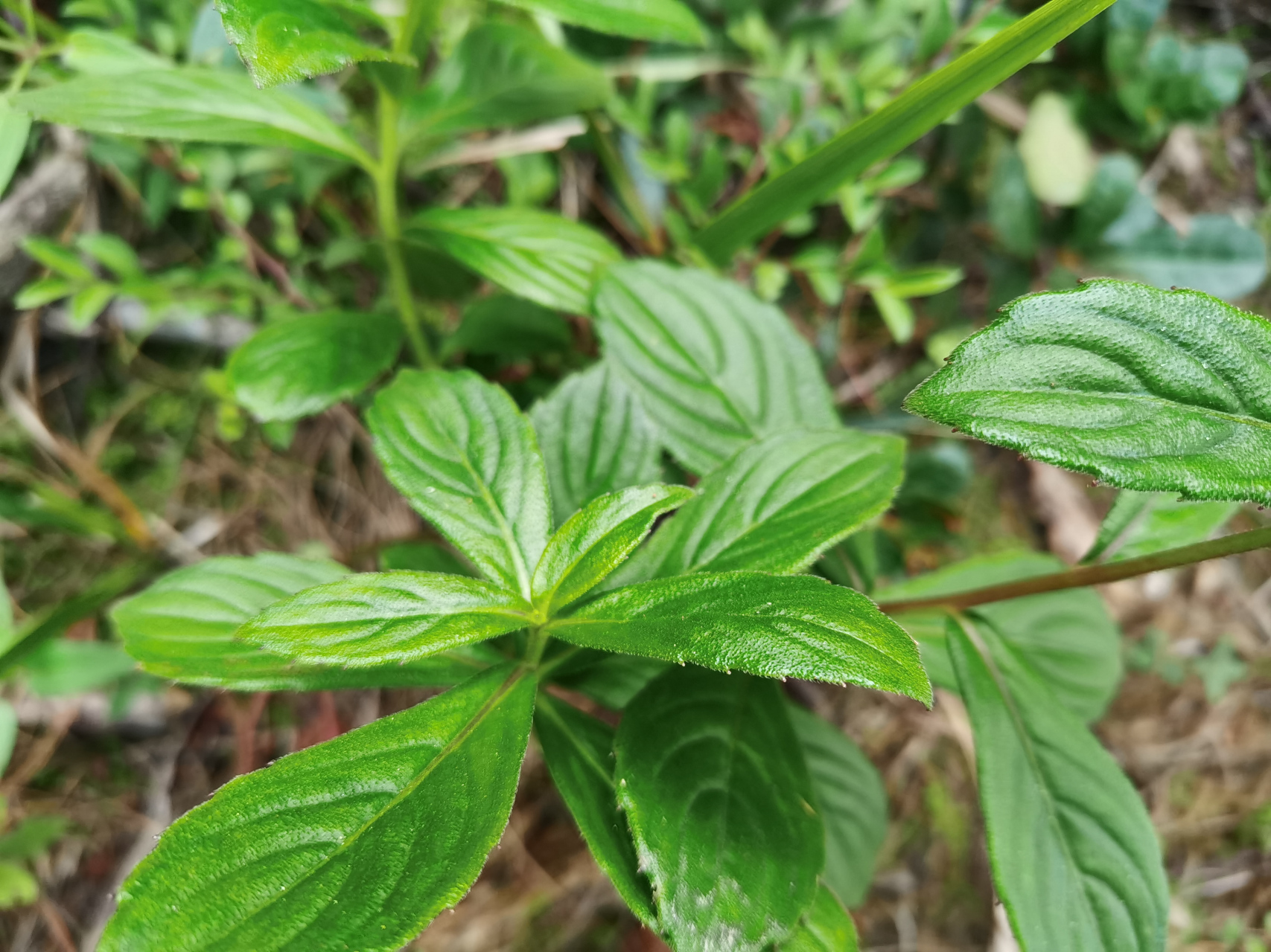 显脉羊耳菊:别名,显脉旋覆花,又名小黑药.
