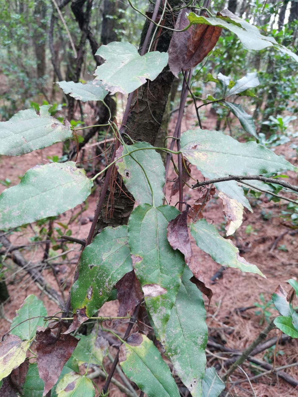 威灵仙:又叫山木通,金包银;其根及茎入药具有祛风湿,通经络,消骨梗之